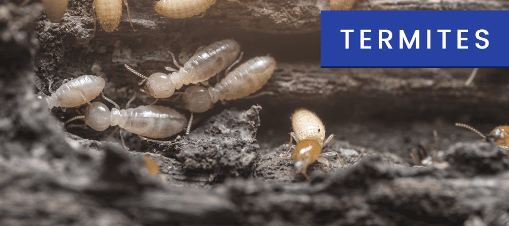 Pest Control Services | New York City - Unlimited Pest