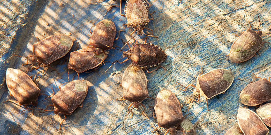 Stink Bugs