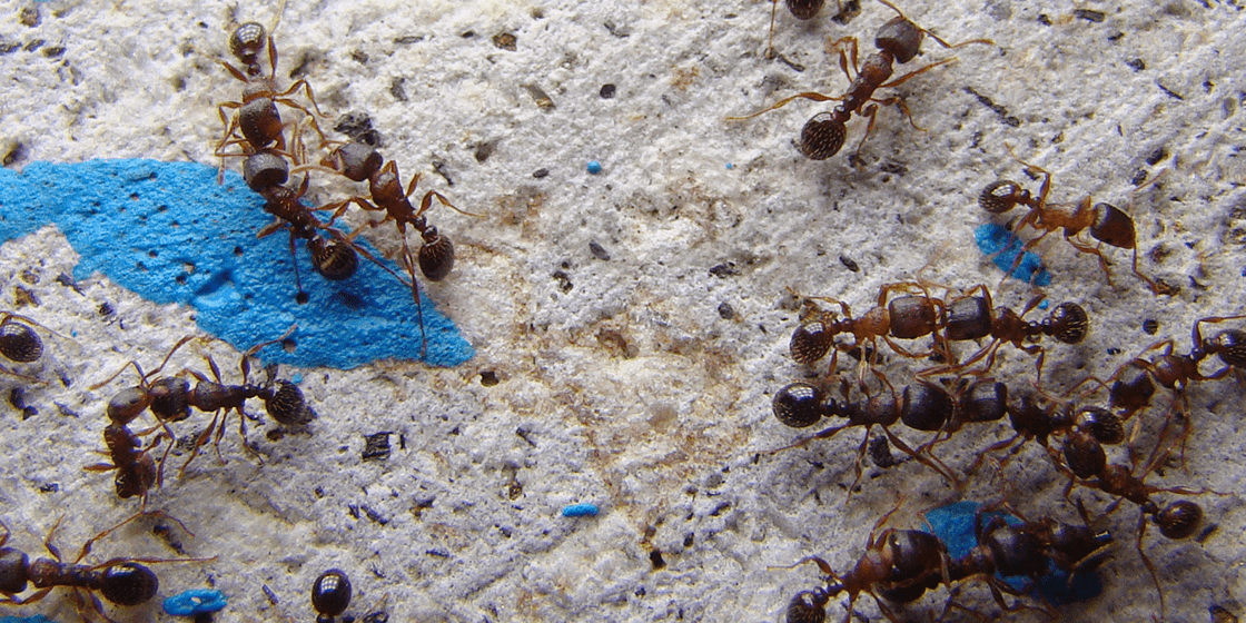 Ants